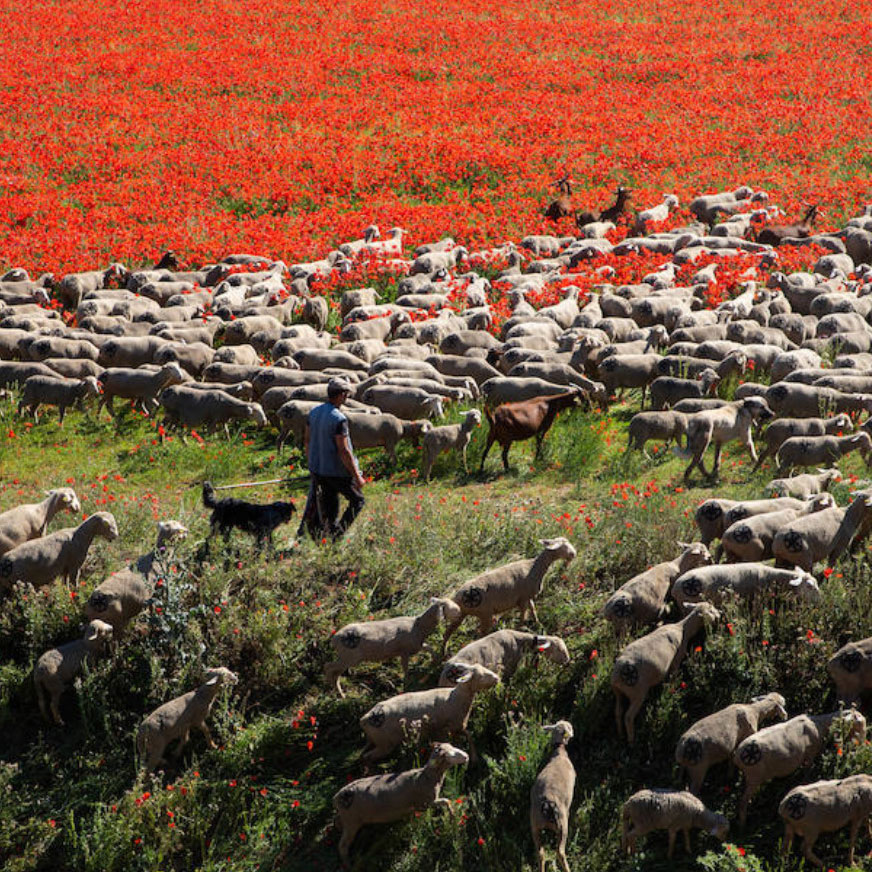 farming